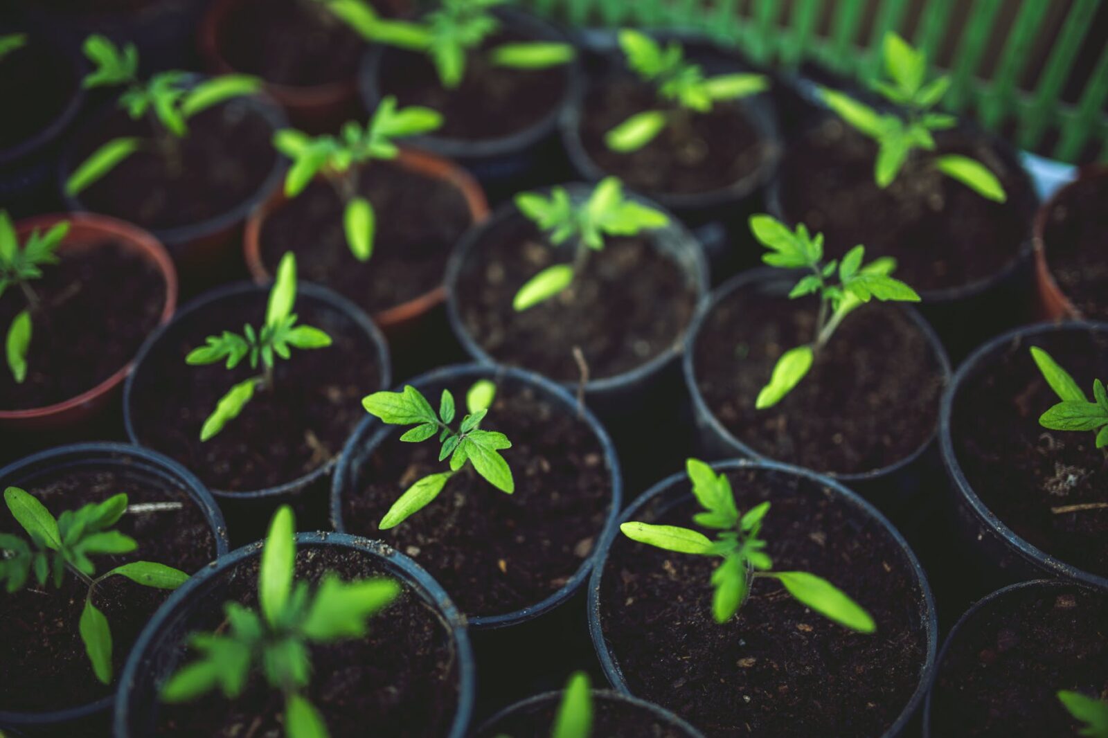 tomato seedlings in pots indoor growing vegetables