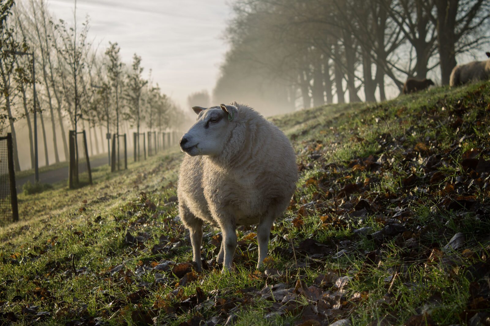 Sheep in silvopasture The Ultimate List of Homesteading Skills!