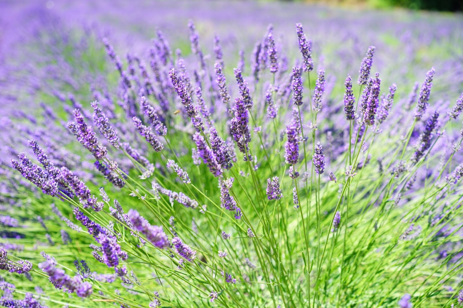 Lavender Growing in Field