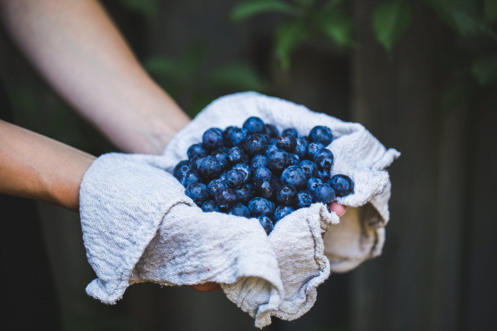 blueberry harvest in hands