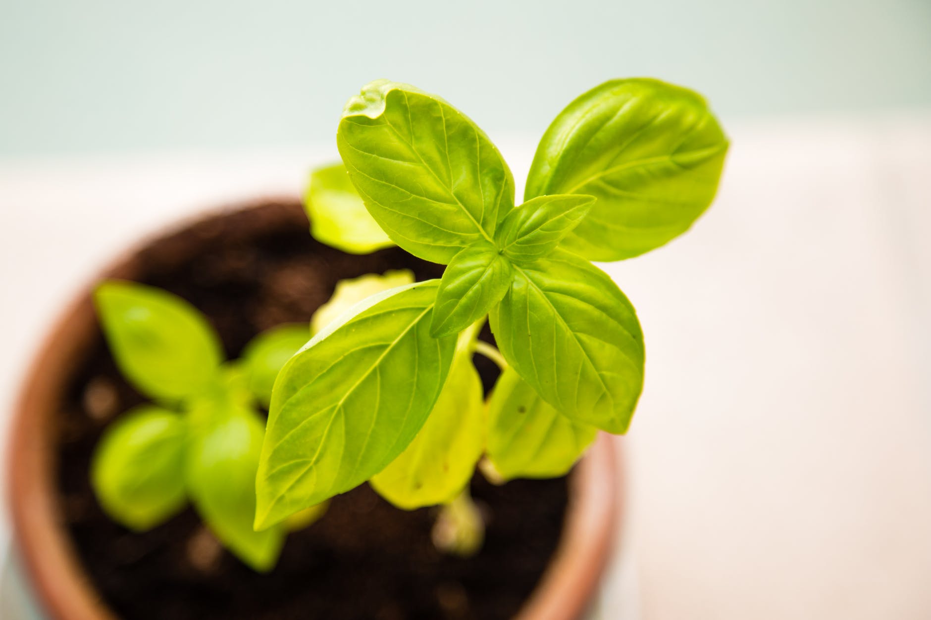 Basil plant growing in pot