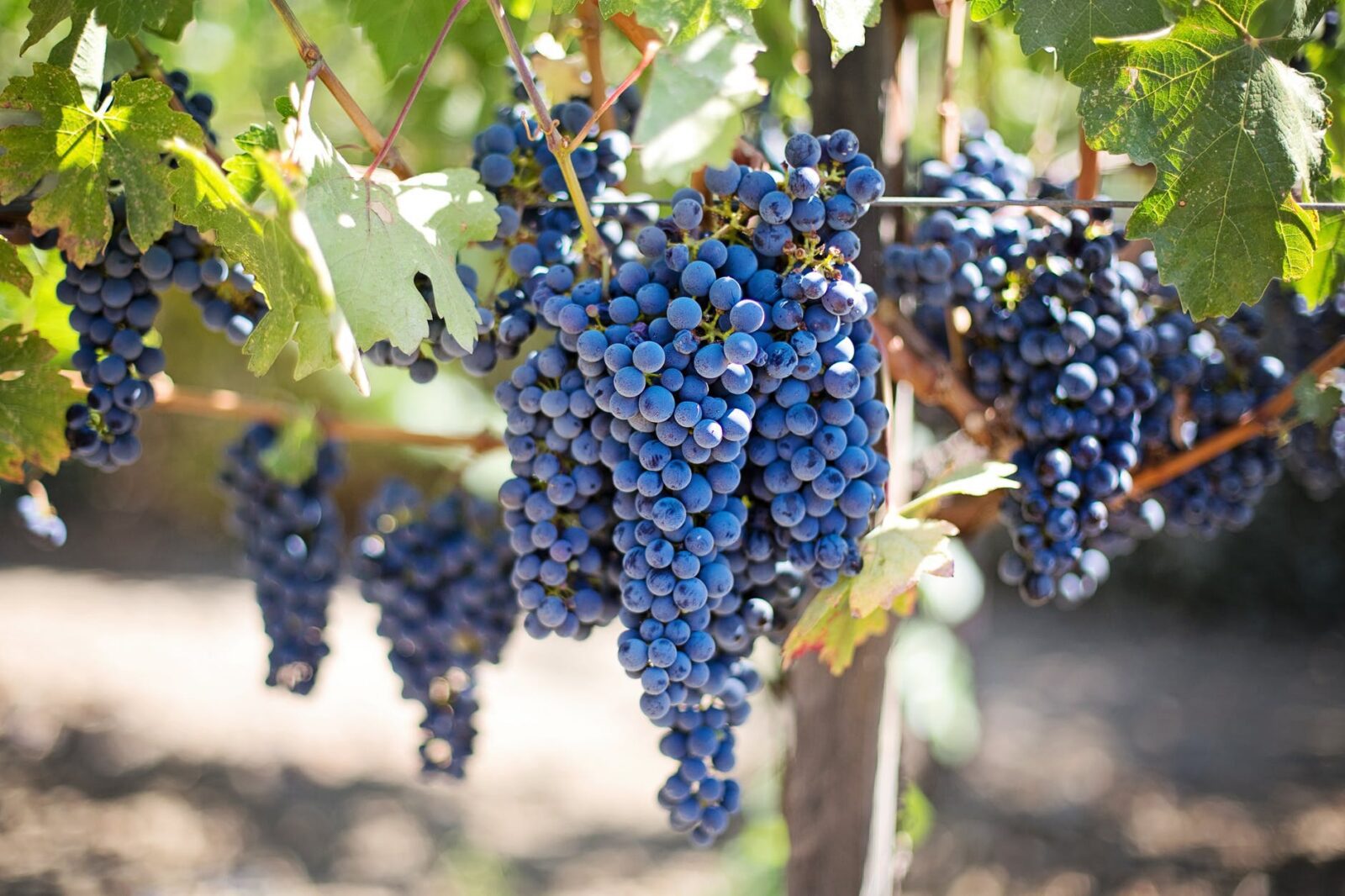 purple grapes on the vine