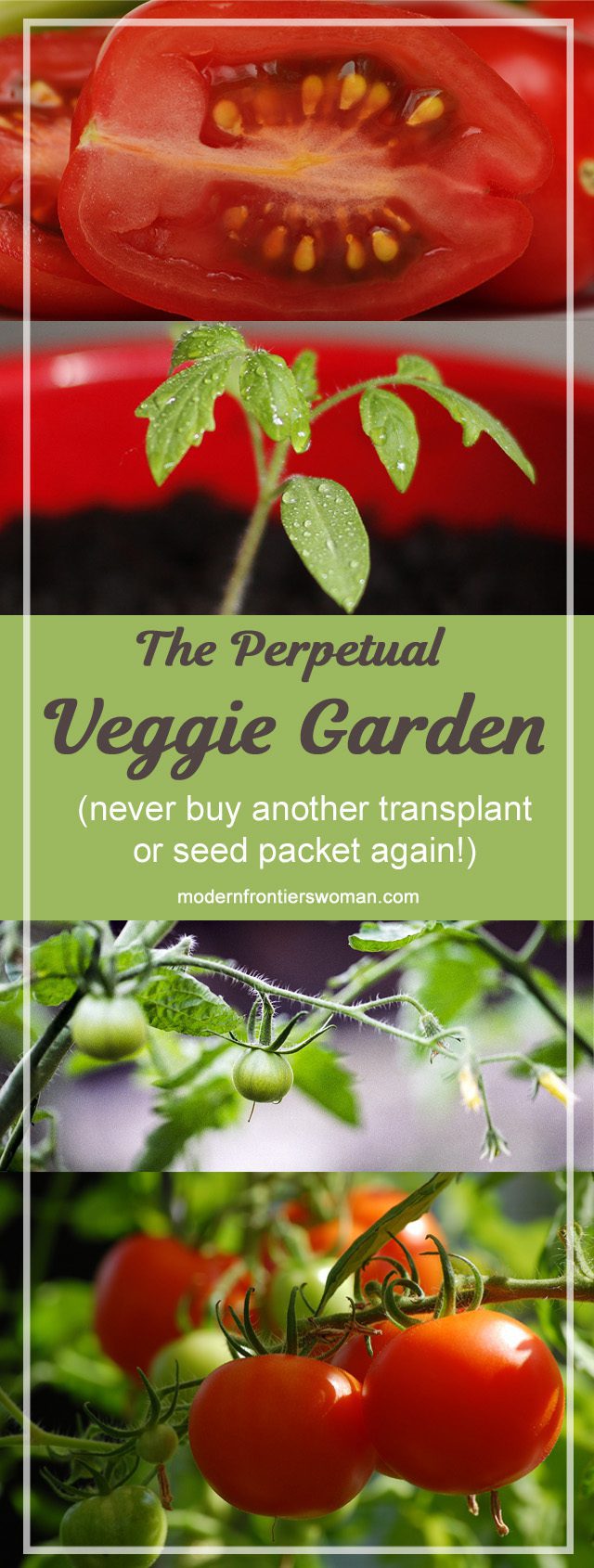 The perpetual veggie garden (never buy another transplant or seed packet again!)