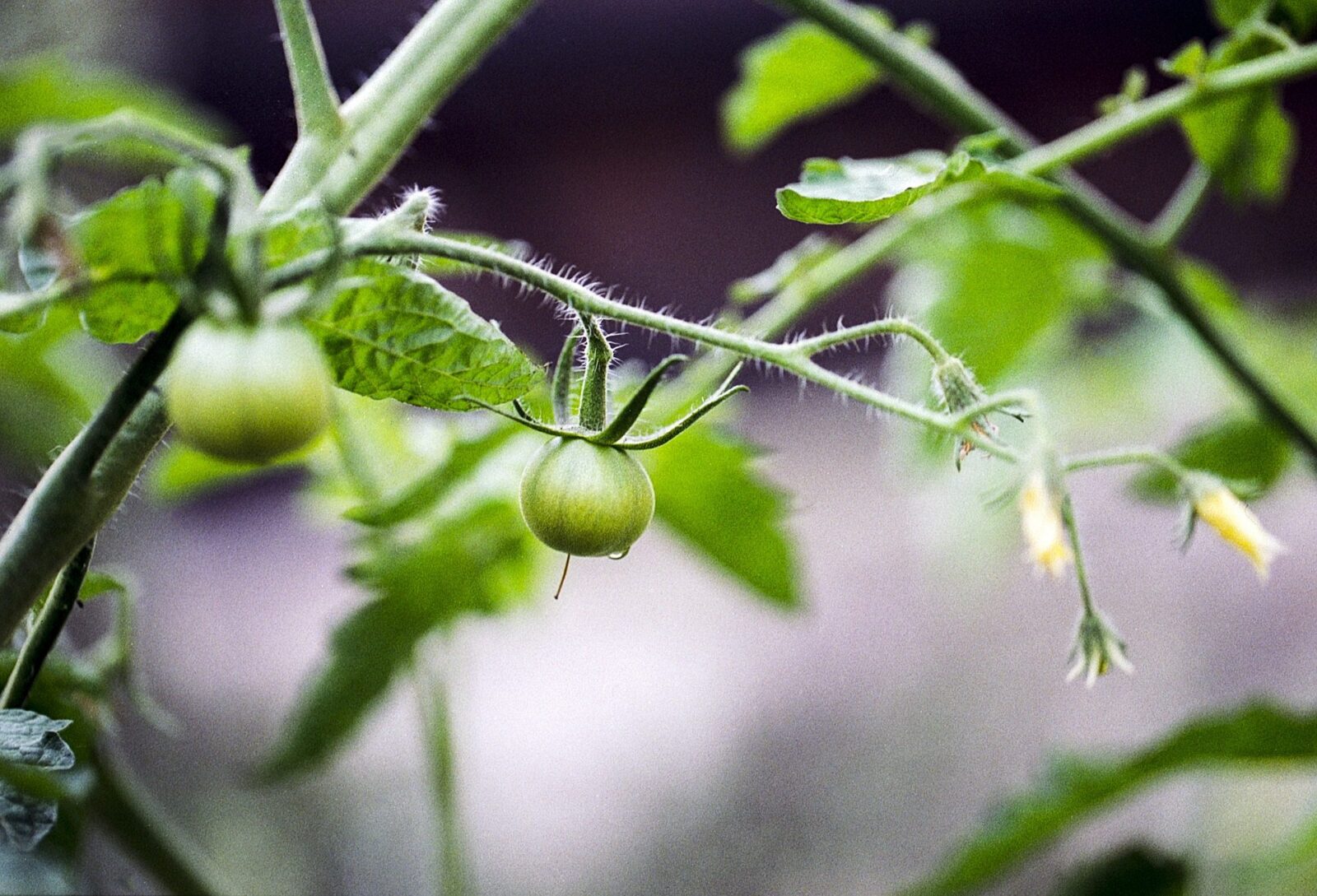 tomato 2819742 1920 How to Grow Tomatoes