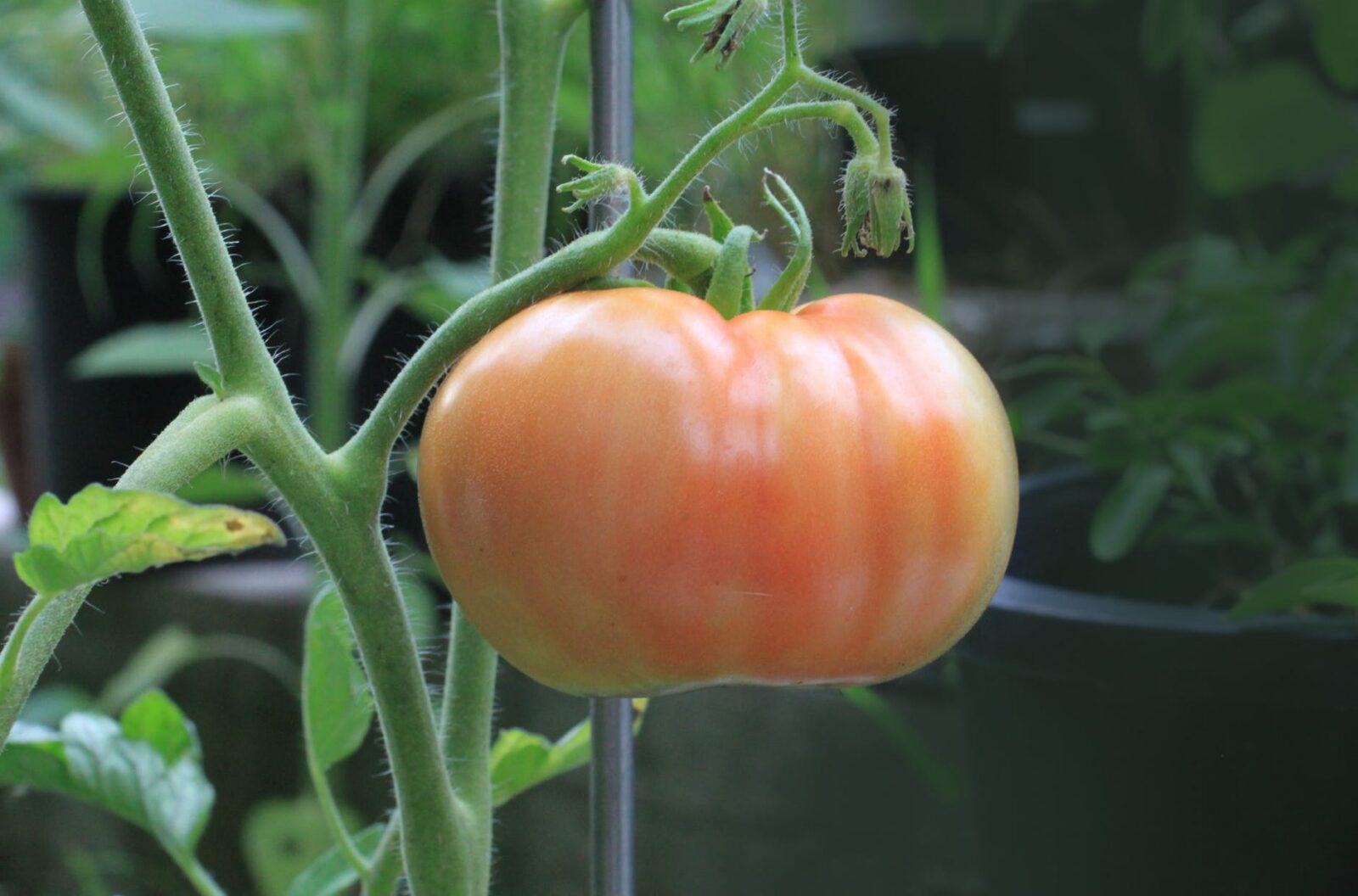 tomato plant growing