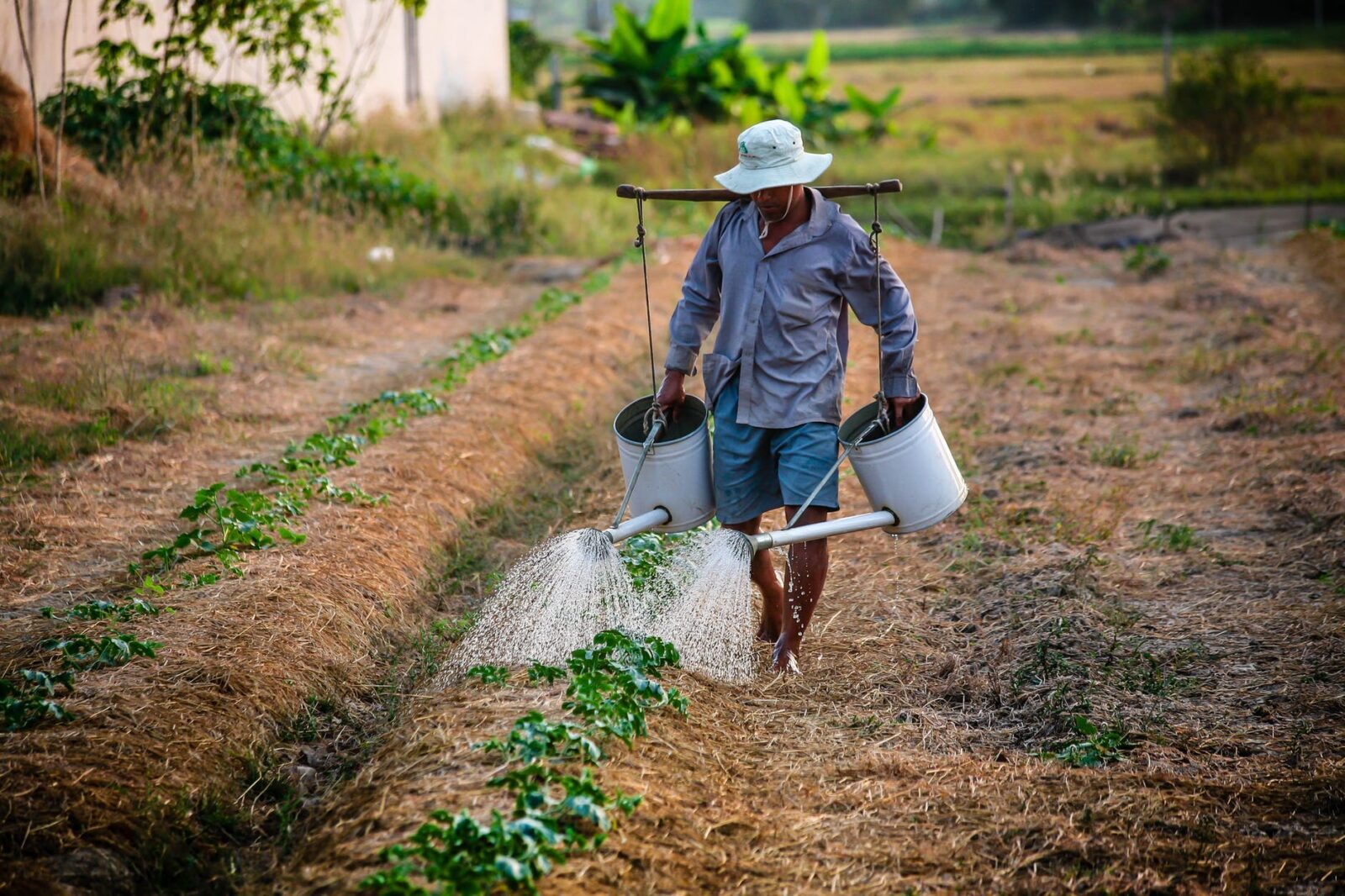 man watering garden