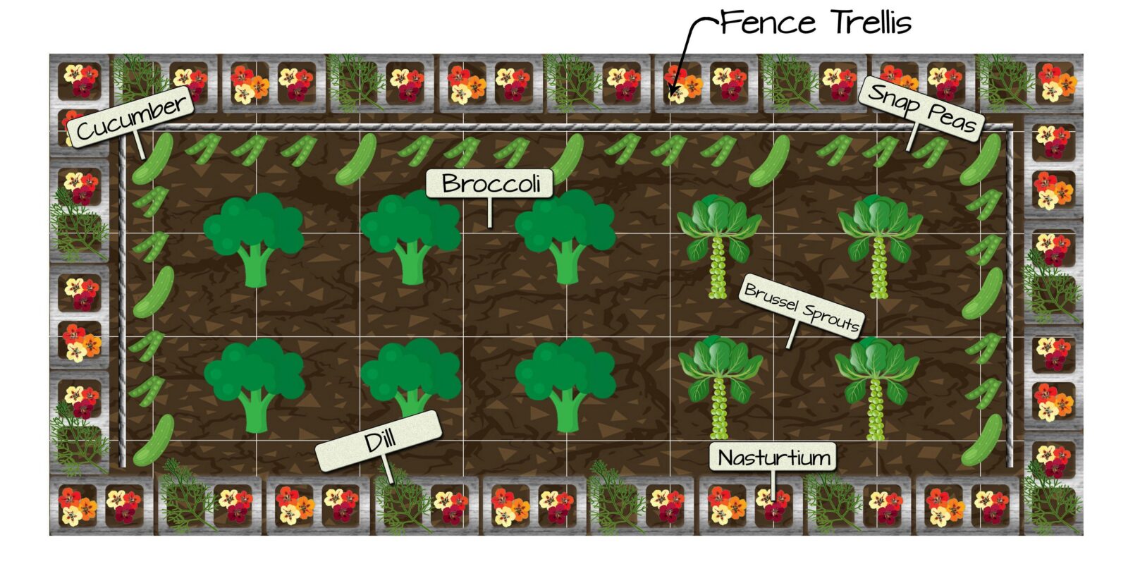 Raised Bed Vegetable Garden Plan 8 - Broccoli, Brussel Sprouts, Dill, Nasturtium, Cucumber, and Snap Peas