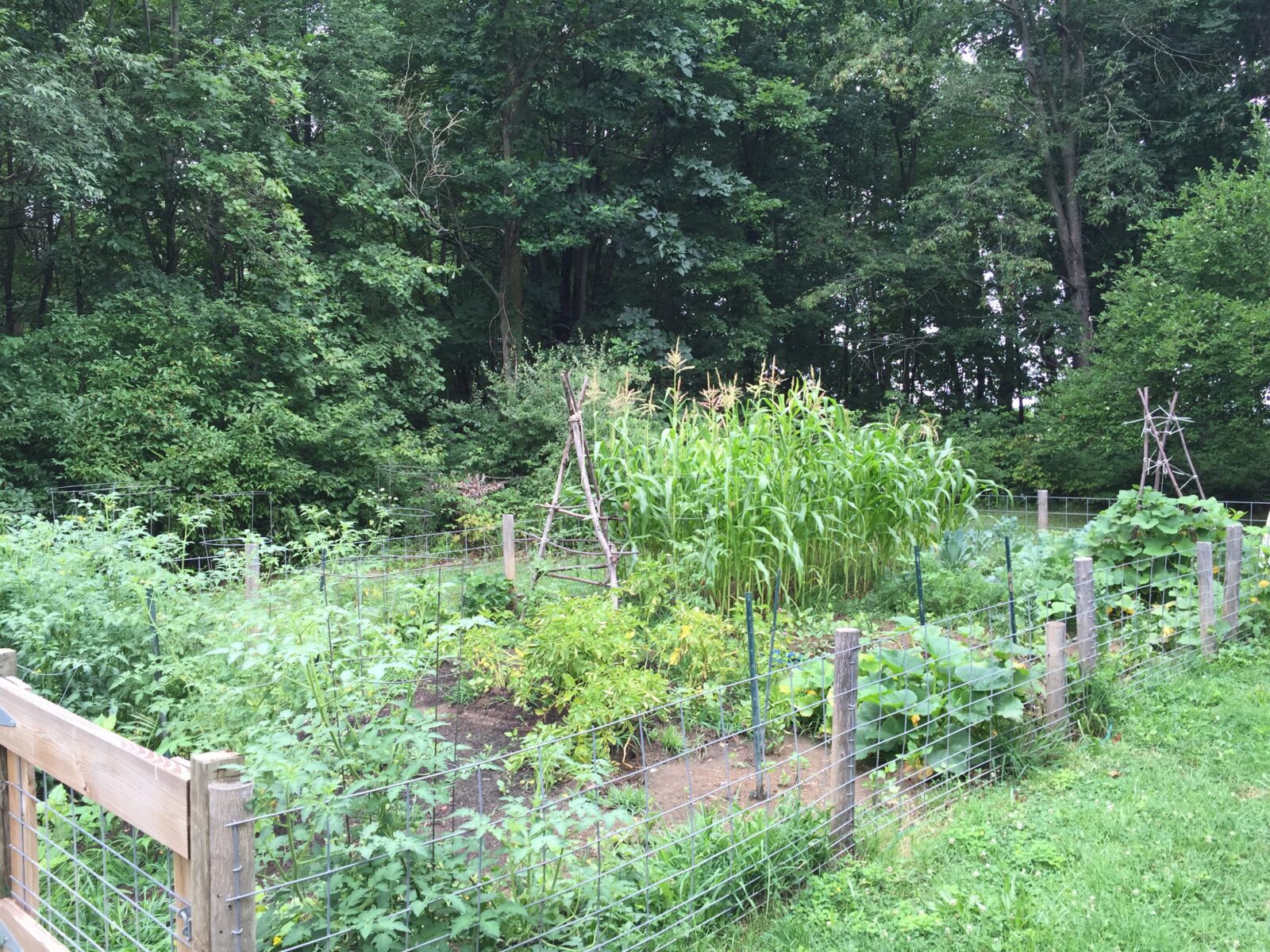 Vegetable garden with fence and natural trellises