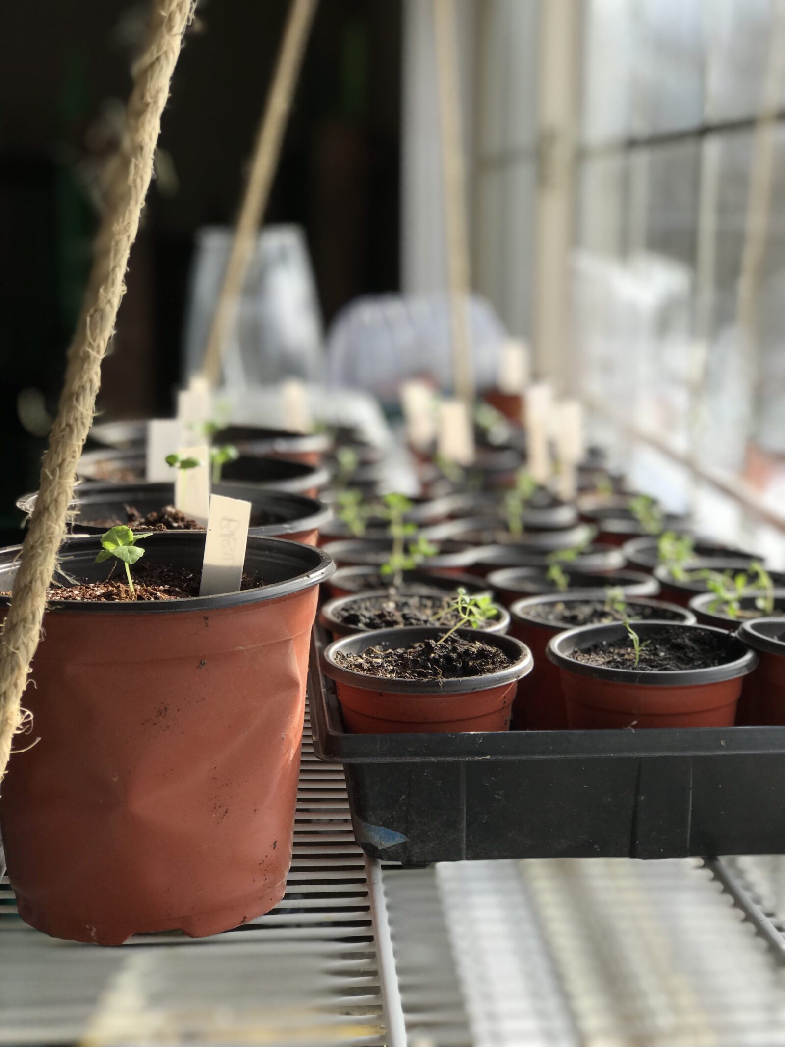Seedlings growing in window hanging shelf