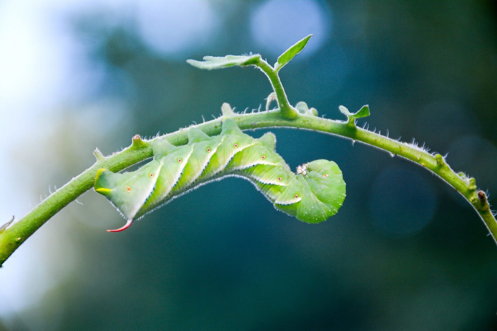 Tomato Hornworm on plant
