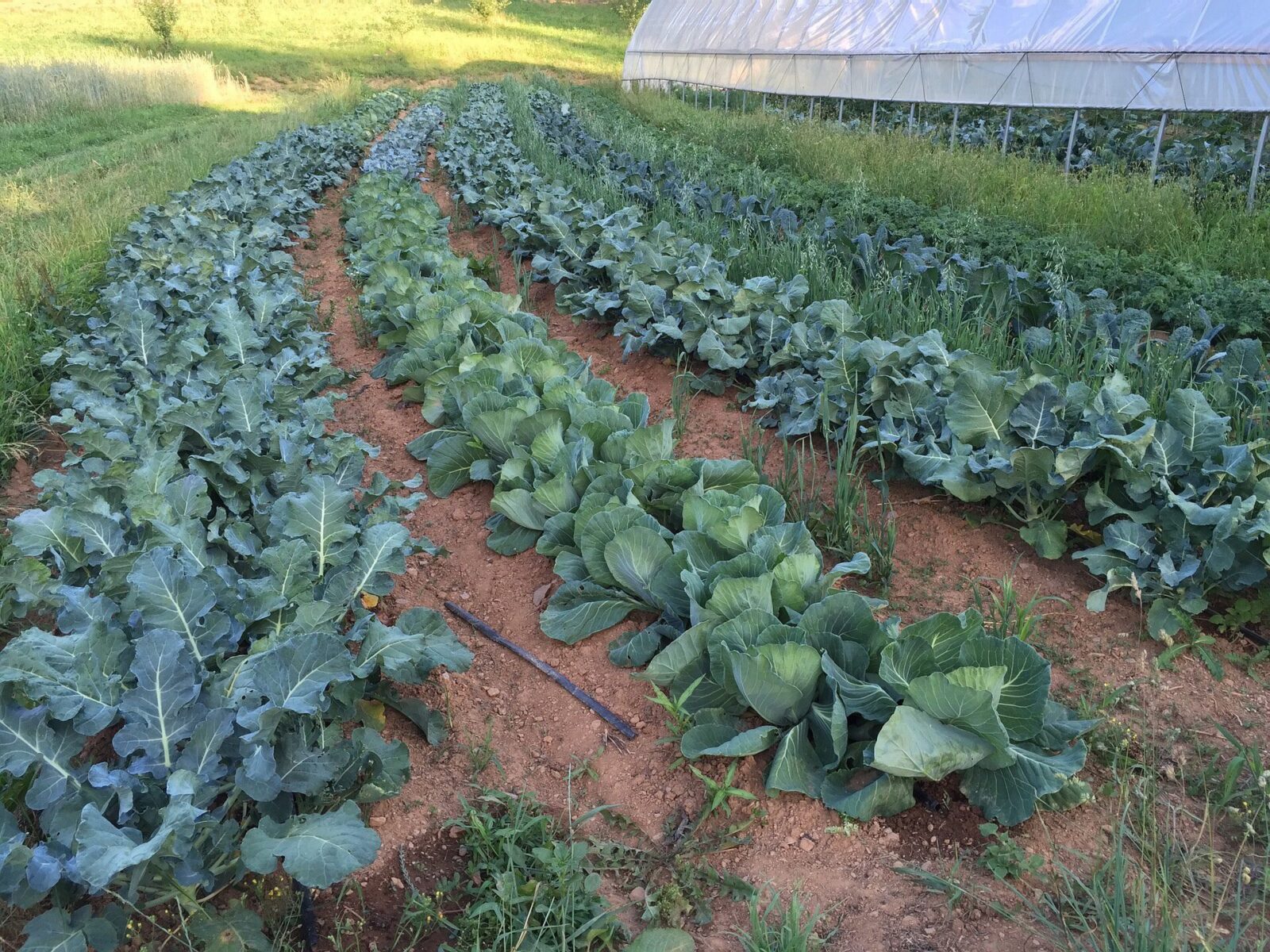 crops cabbage rows of plants in field greenhouse Unlock the Secrets to a Perfect Garden Layout! (A Reference Tool for Gardeners)