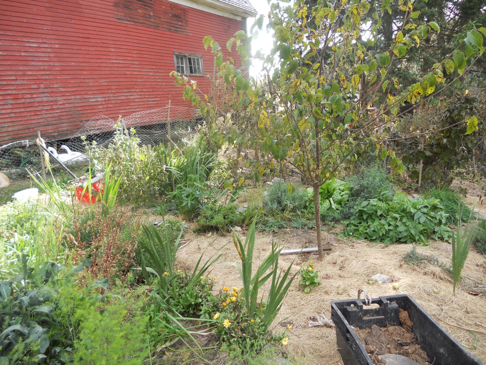 permaculture garden layout food forest apple tree guild Unlock the Secrets to a Perfect Garden Layout! (A Reference Tool for Gardeners)