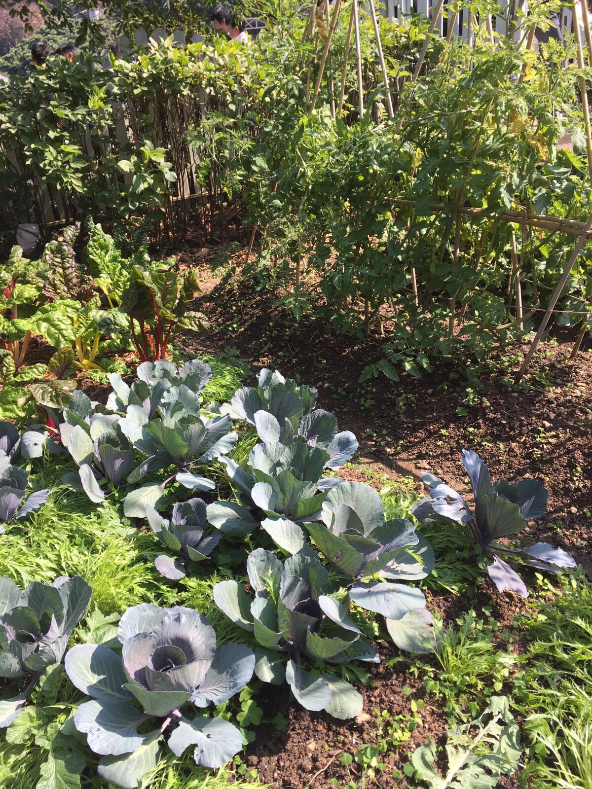 companion planting garden cabbage carrots swiss chard trellis Unlock the Secrets to a Perfect Garden Layout! (A Reference Tool for Gardeners)