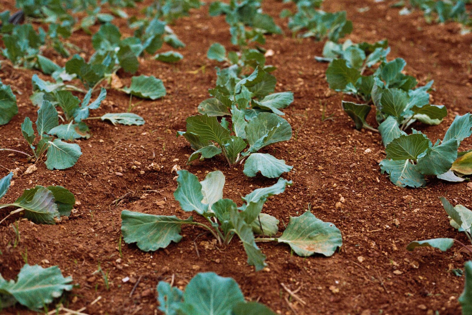img 3120 Gardening 101: 9 Simple Steps to a Fantastic First Season!