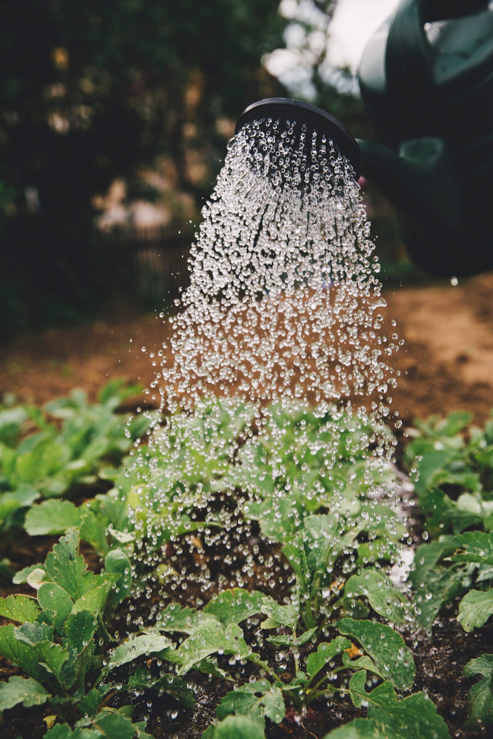 img 3121 Gardening 101: 9 Simple Steps to a Fantastic First Season!