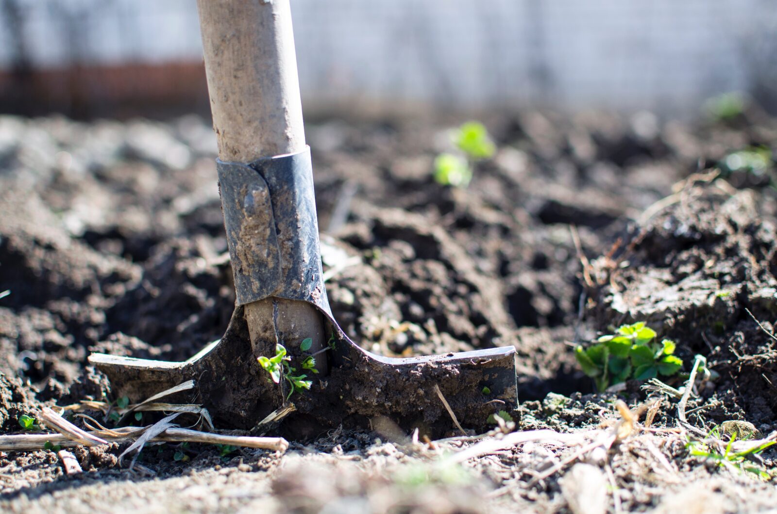 img 3124 Gardening 101: 9 Simple Steps to a Fantastic First Season!