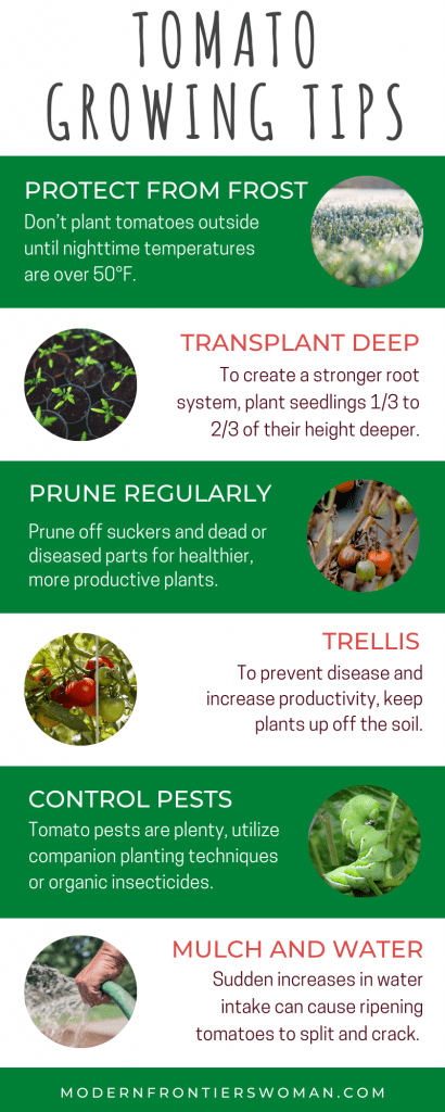 Tomato Growing Tips How to Grow Tomatoes