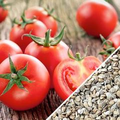 Tomato Ace55 seeds medium 1 How to Grow Tomatoes