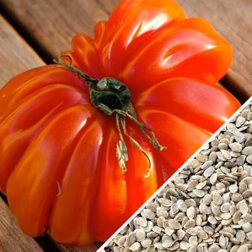 Tomato How to Grow Tomatoes