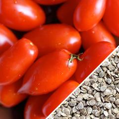 Tomato Rio Grande seeds now medium How to Grow Tomatoes