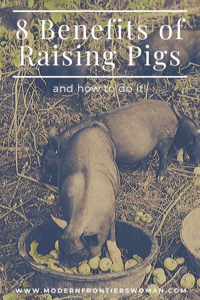 8 Benefits of Raising Pigs and how to do it! The Benefits, Myths and Downside of Keeping Pigs