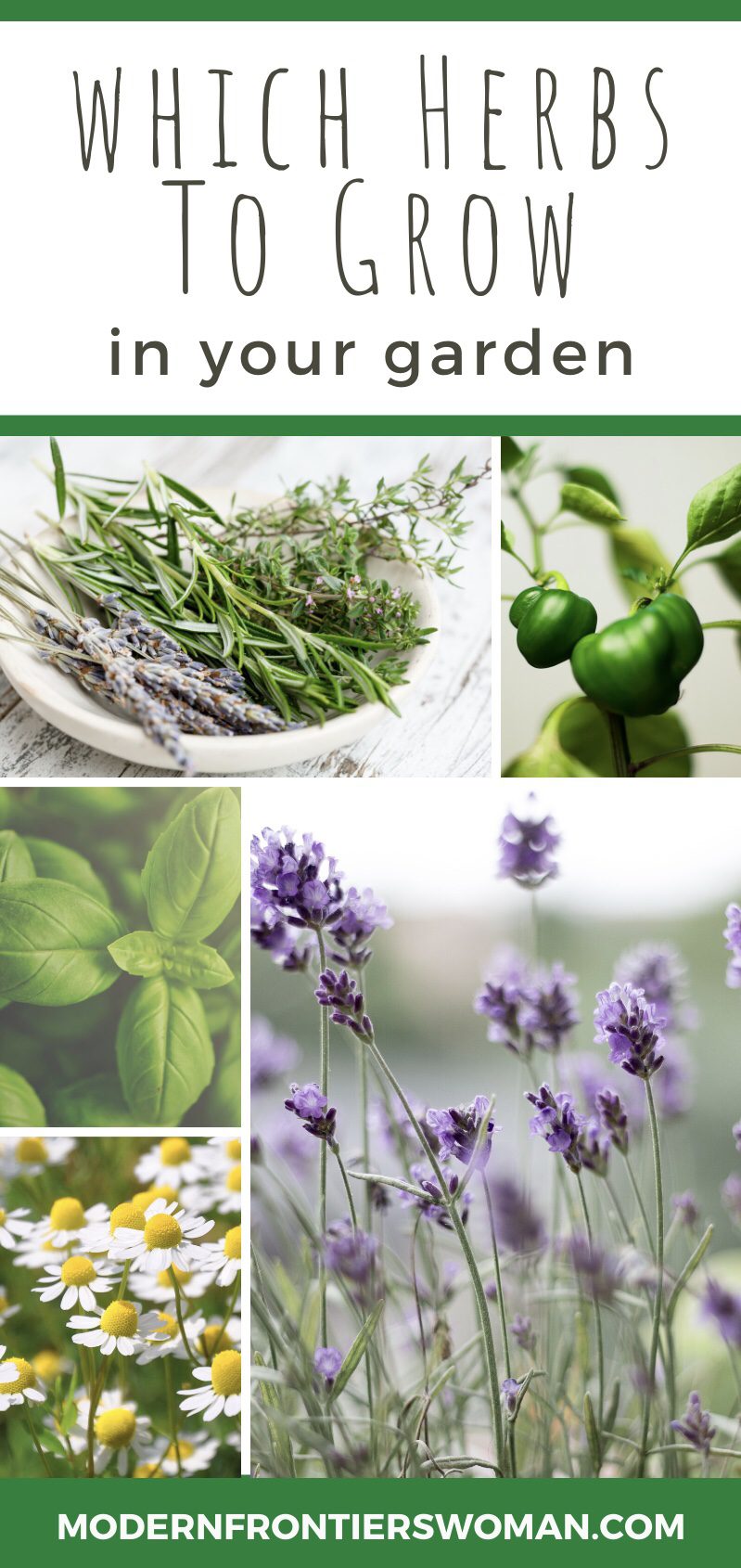 Which herbs to grow in your garden