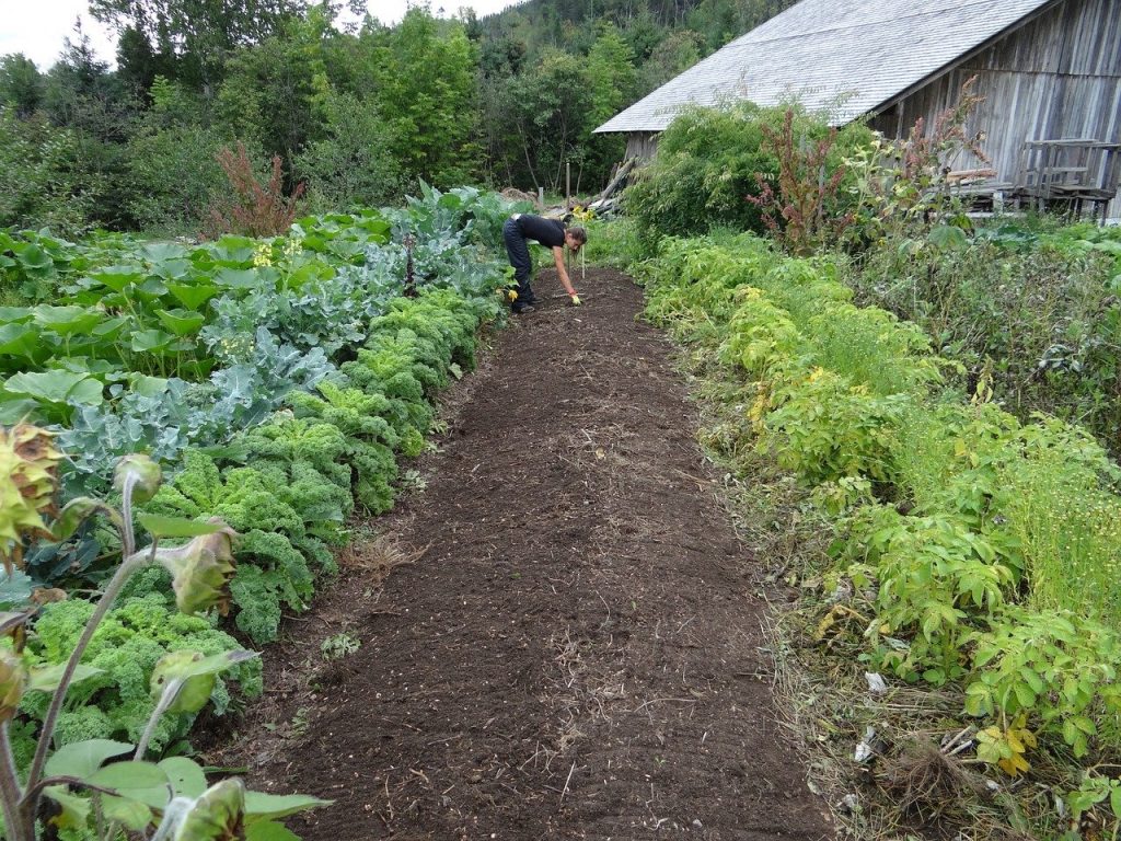 Intensive Garden Planning a Survival Garden for Food and Medicine