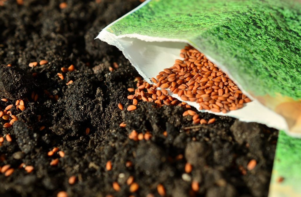 Package of Seeds in Garden Planning a Survival Garden for Food and Medicine