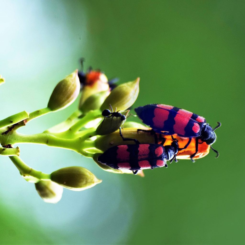 Blister Beetle