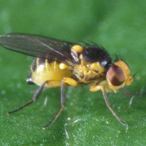 Leafminer