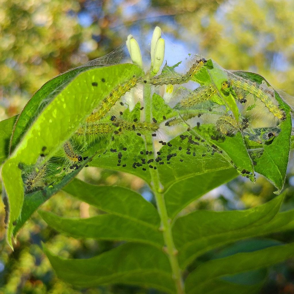 Webworm