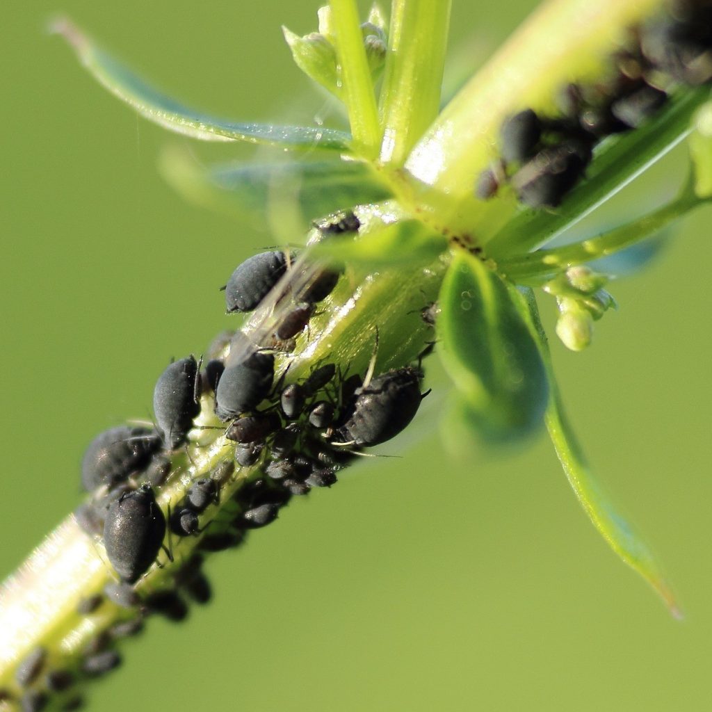 Aphids eating plant