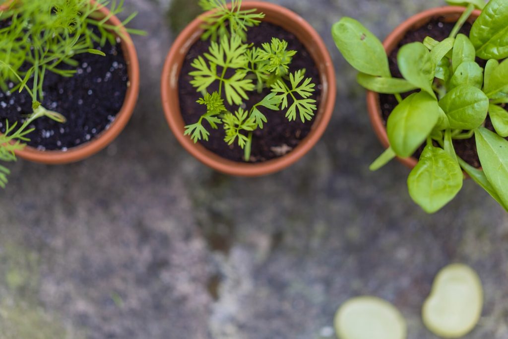 How to Start Seeds Indoors and Keep Them Alive!