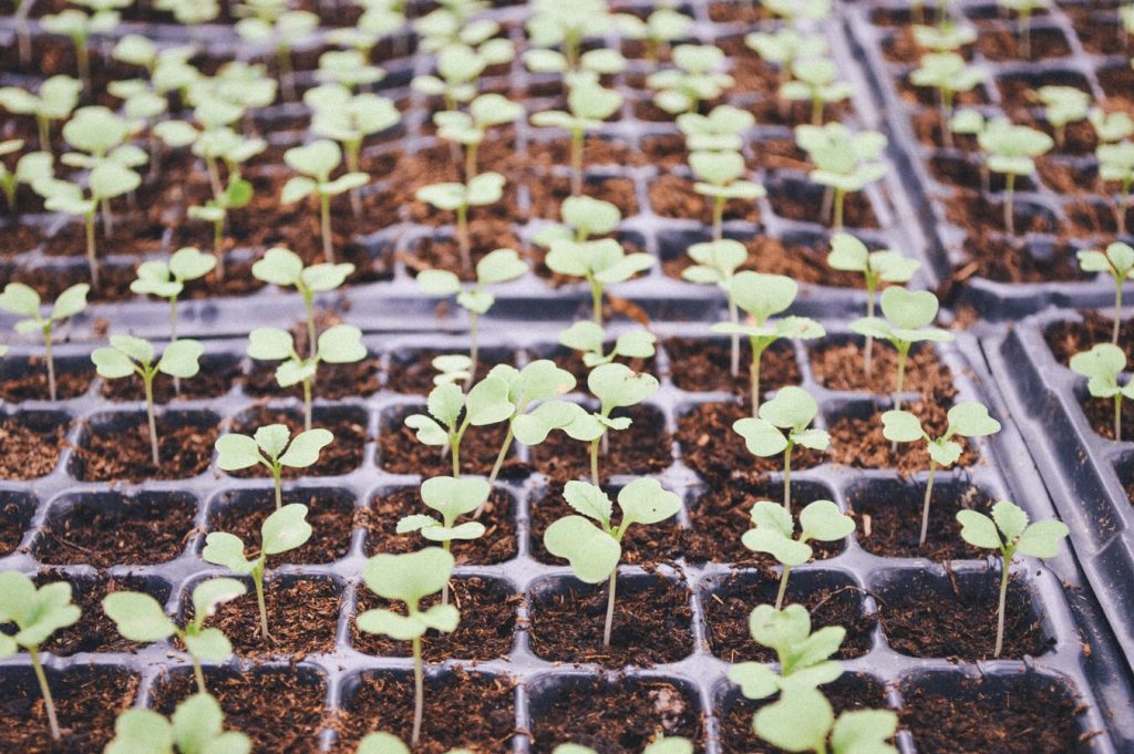 How to Start Seeds Indoors and Keep Them Alive!