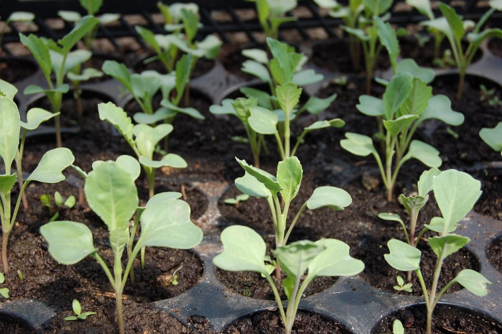 How to Start Seeds Indoors and Keep Them Alive!