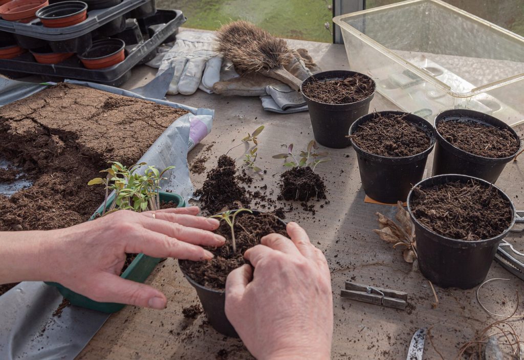 How to Start Seeds Indoors and Keep Them Alive!