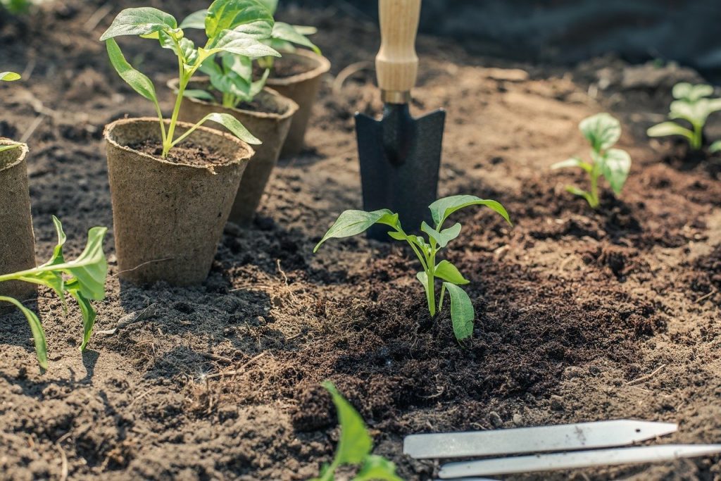 How to Start Seeds Indoors and Keep Them Alive!