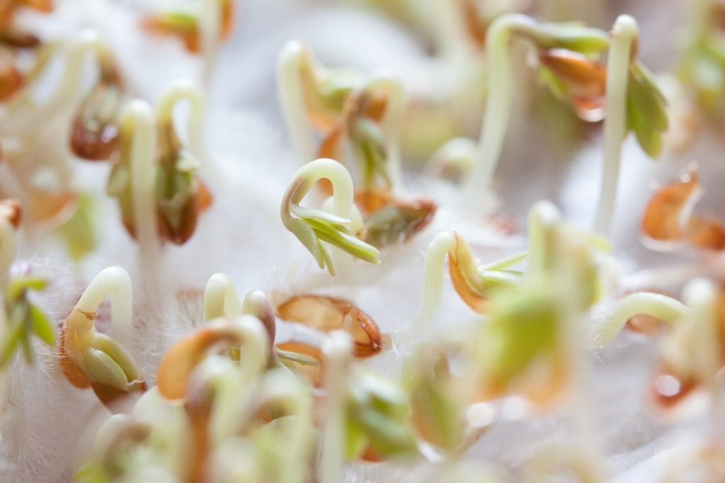 How to Start Seeds Indoors and Keep Them Alive!