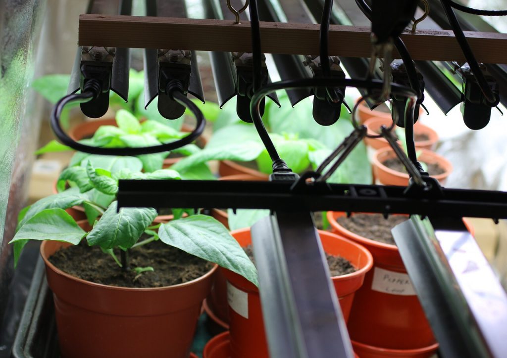 How to Start Seeds Indoors and Keep Them Alive!