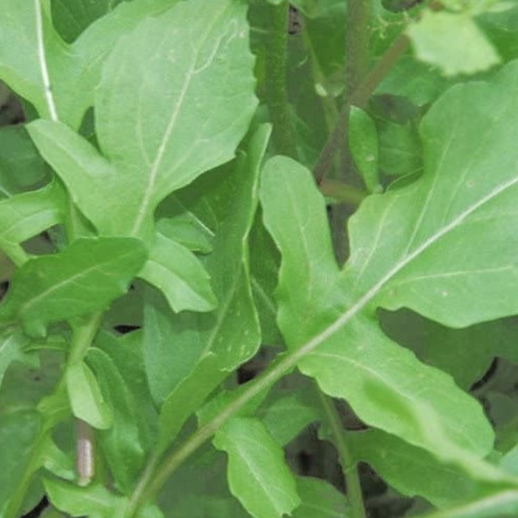 Arugula