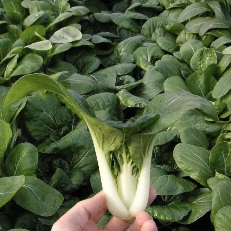 Asian Greens