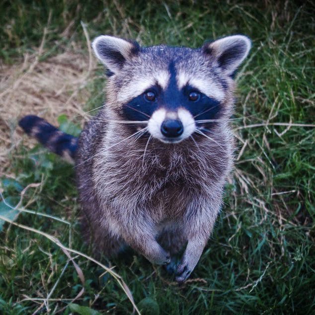 Raccoon