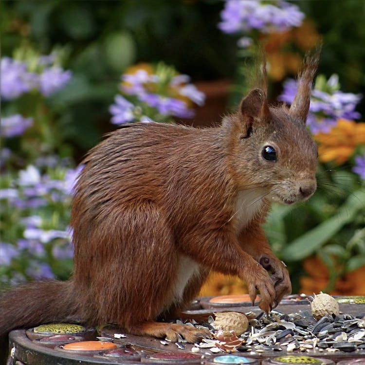 Squirrels