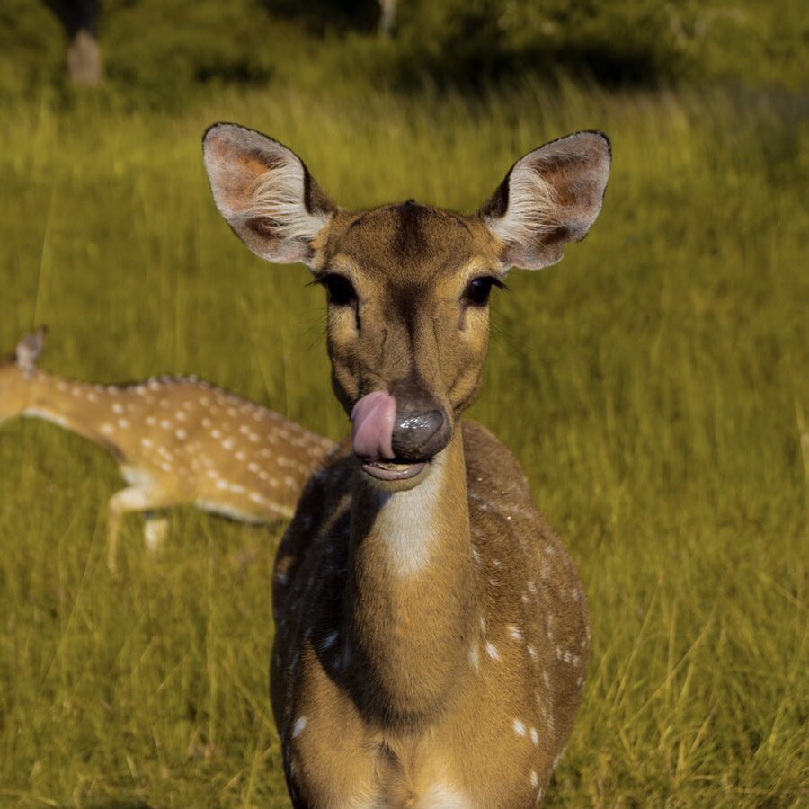 Deer