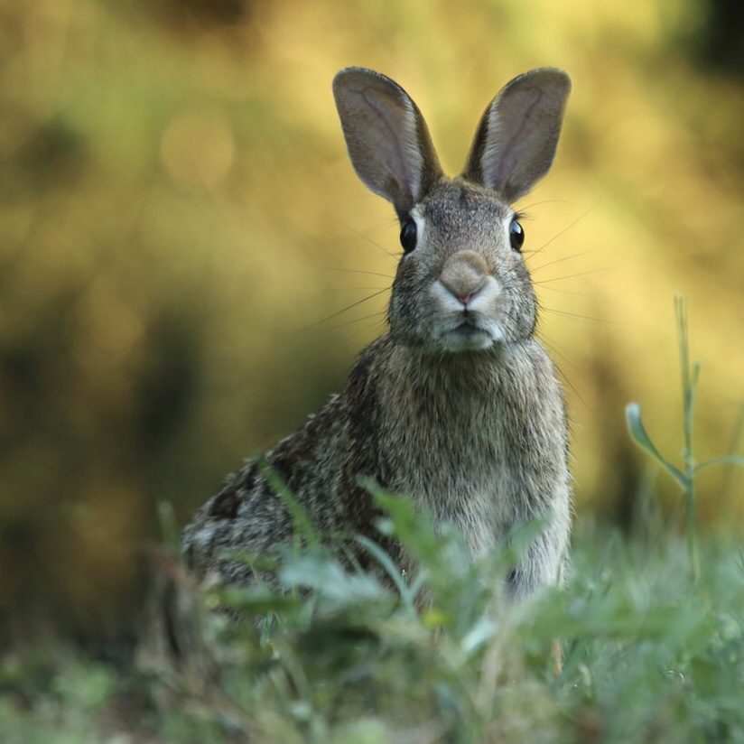Rabbit