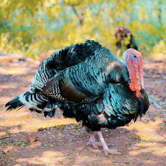 Turkey