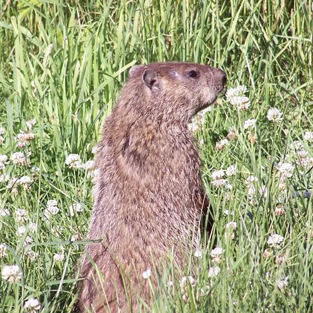 Groundhog