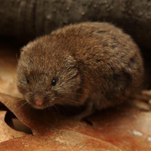 Vole