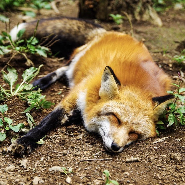 Fox
