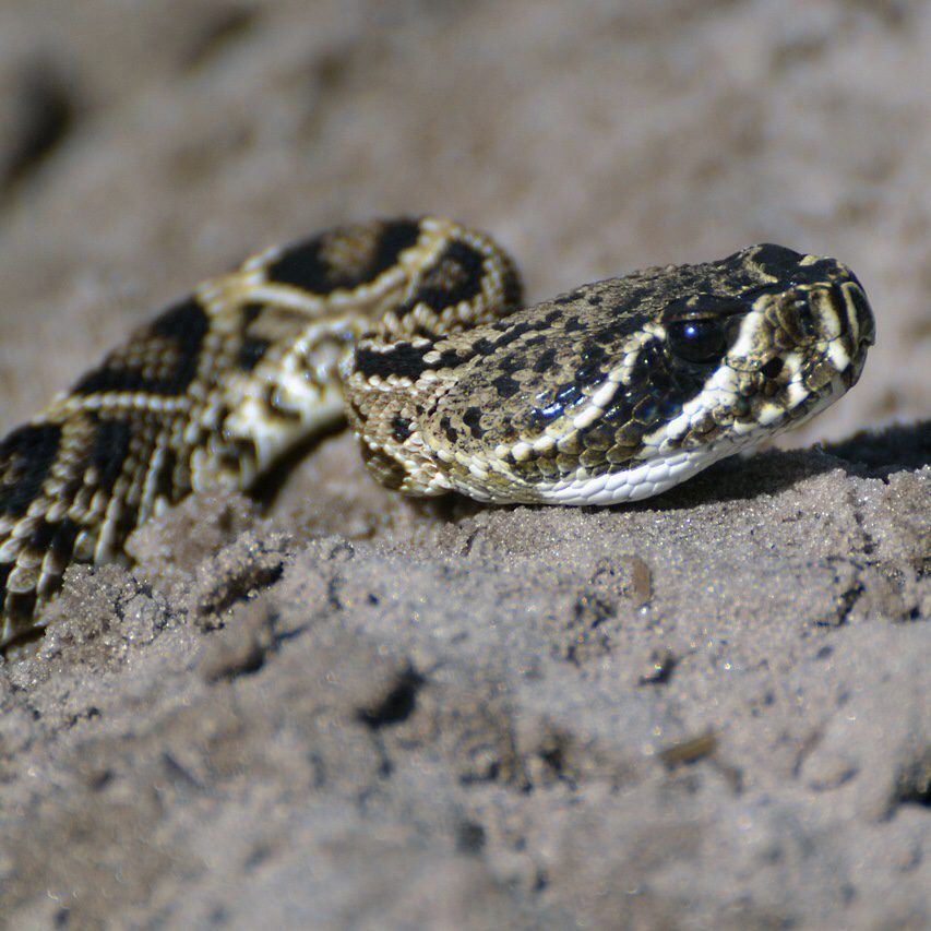 Snake